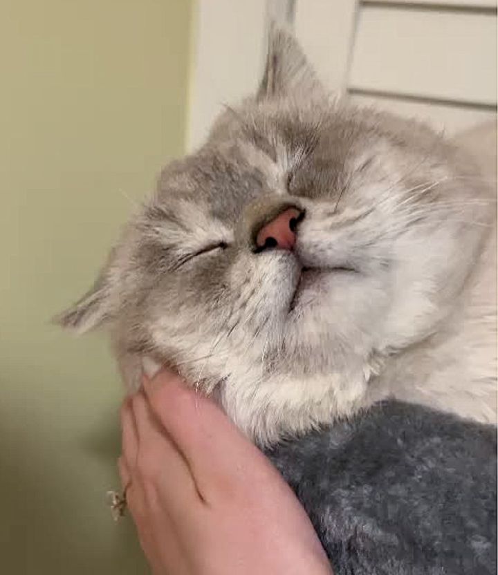 happy sleeping cat